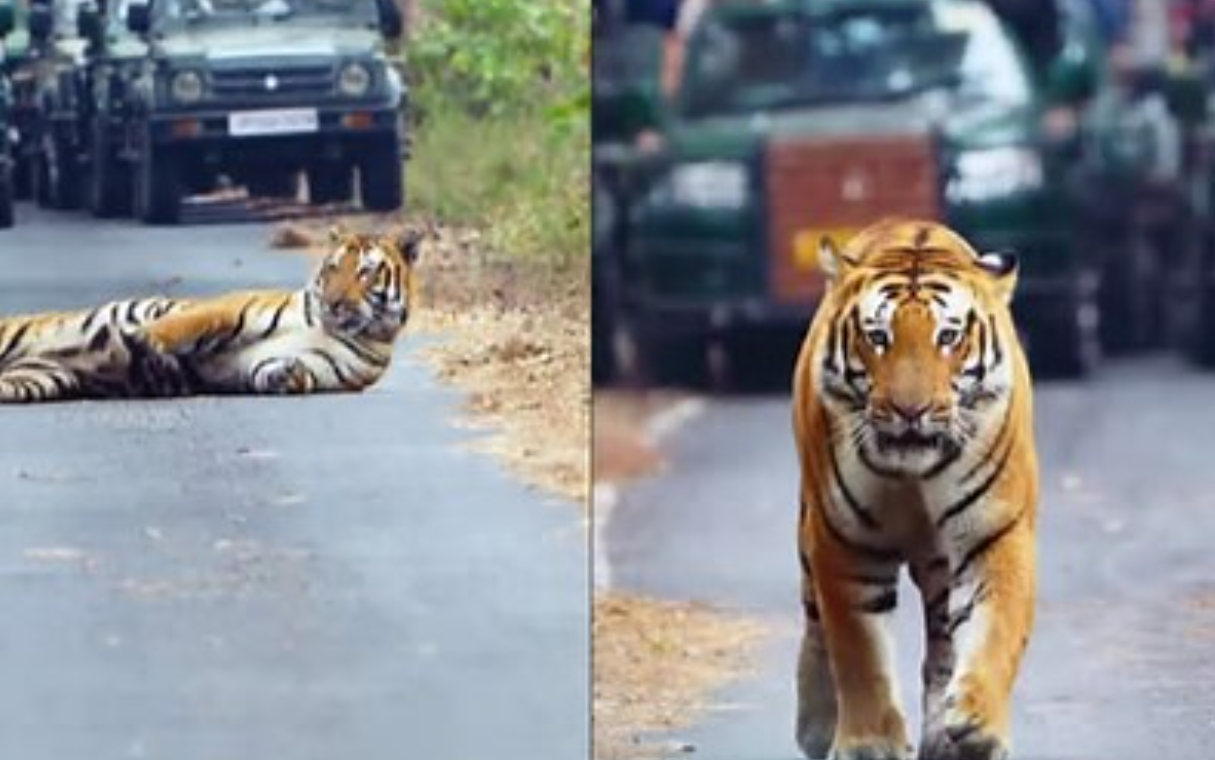 Royal Walk : Majestic Tiger’s Viral Stride